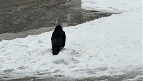 日本烏鴉 冷爆 下雪 低溫 北海道 寒冷 冬天（圖／讀者提供） 