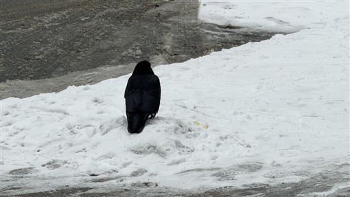 東亞陷「極寒地獄」日恐爆大雪 南韓-20度