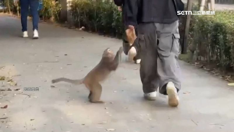 手拿雞蛋糕袋子，下一秒就被獼猴搶走