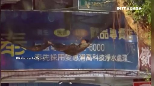 30歲女夜睡防護網　警揭真相：墜樓昏迷