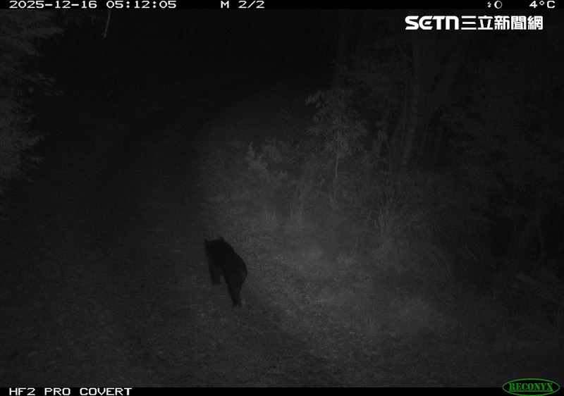 台中梨山地區大甲溪南側的佳陽產業道路，首次記錄到黑熊出沒身影。（圖／林保署台中分署提供）
