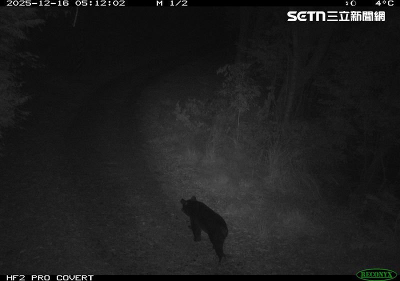 台中梨山地區大甲溪南側的佳陽產業道路，首次記錄到黑熊出沒身影。（圖／林保署台中分署提供）