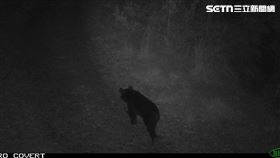 台灣黑熊,台中,大甲溪,南岸,梨山,佳陽部落,產業道路（圖／林保署台中分署提供）