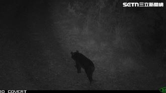 台灣黑熊現蹤大甲溪南岸！距部落僅2公里