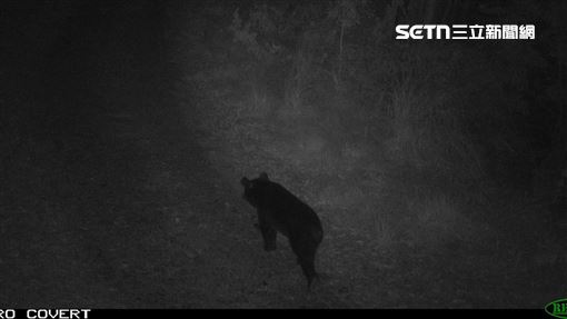 台灣黑熊現蹤大甲溪南岸！距部落僅2公里