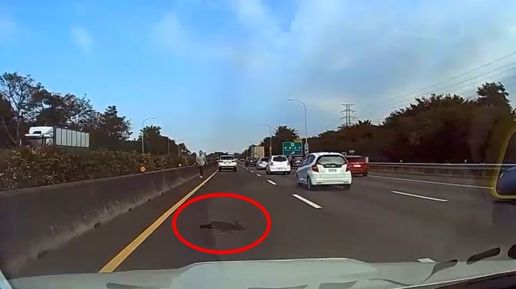 國道發生犬隻撞擊事故，好心人停車救援，後車也幫忙拉開安全距離，暖心舉動獲網友大讚。（圖／網友kai8087授權提供）