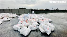 動防所,芳苑鄉,彰化,家禽,禽流感,雞隻,病毒,蛋雞,雞蛋,H5N1