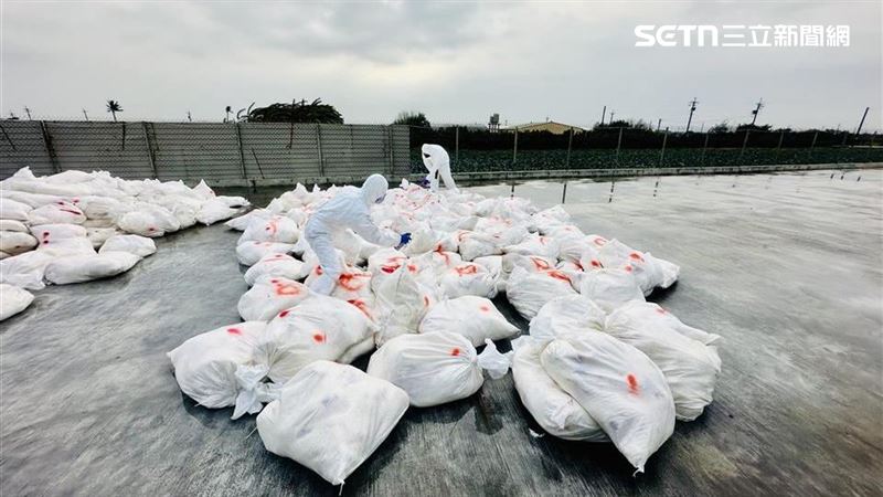 彰化縣府23日獲報芳苑鄉1處蛋雞場出現雞隻異常死亡現象，經採檢確診H5N1禽流感病毒。（圖／翻攝畫面）