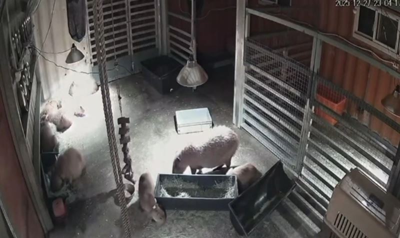 平時以「極度淡定」著稱的療癒系萌主水豚，地震還沒發生時還相當淡定。（圖／斑比山丘threads授權)