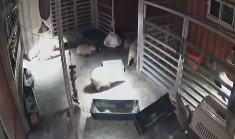 水豚在強震來襲瞬間集體驚慌奔逃，在飼養處亂竄，相當驚慌，影片上傳後引發網友熱議。（圖／斑比山丘threads授權)