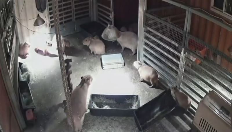 宜蘭強震！最淡定萌主水豚　嚇到起飛奔逃