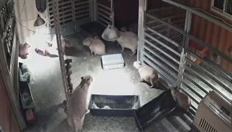 宜蘭強震！最淡定萌主水豚　嚇到起飛奔逃