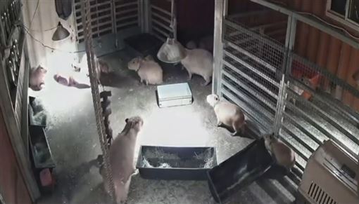 宜蘭強震！最淡定萌主水豚　嚇到起飛奔逃