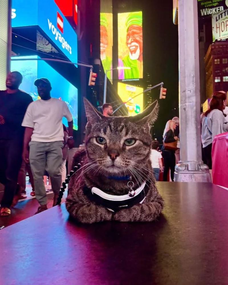 虎斑貓「芮芮」偷偷爬上車頂與家人出遊，但在被發現後，牠也給自己賺到了紐約之旅。（圖／翻攝自X平台 @CriminalShow）