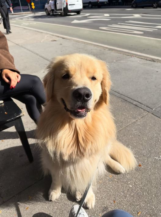 無法讓人討厭的狗「小偷」杜克。（圖／翻攝自IG @dukethegolden）