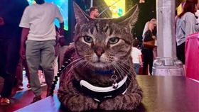 虎斑貓「芮芮」偷偷爬上車頂與家人出遊，但在被發現後，牠也給自己賺到了紐約之旅。（圖／翻攝自X平台 @CriminalShow）