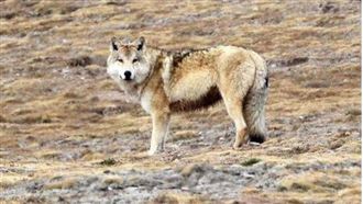 日動物園「狼隻脫逃」園方急徹旅客