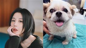 邵雨薇地震時急拉媽媽避難，愛犬「拉血虛脫」直衝急診。（圖／翻攝自邵雨薇臉書）