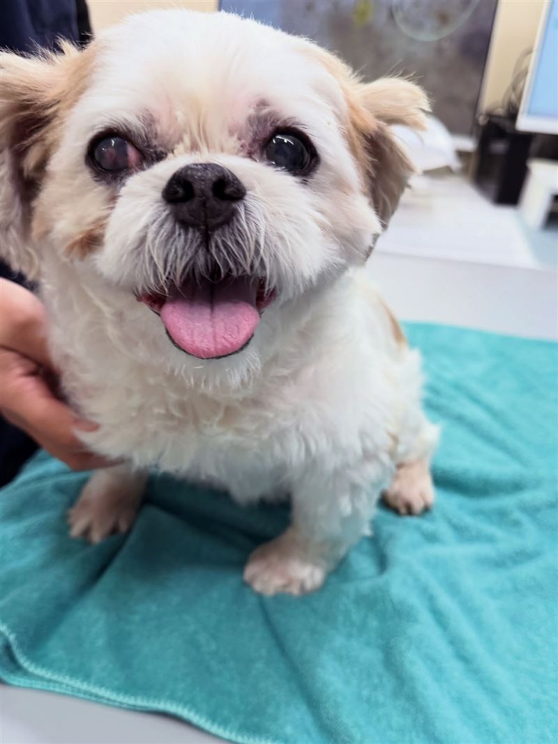 地震時邵雨薇剛好回到高雄老家，她急忙拉著媽媽避難，沒想到愛犬（圖）突然「拉血虛脫」。（圖／翻攝自邵雨薇臉書）