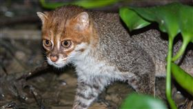 扁頭貓身形嬌小，有著標誌性的圓眼與窄眼距。（圖／翻攝自Panthera官網）