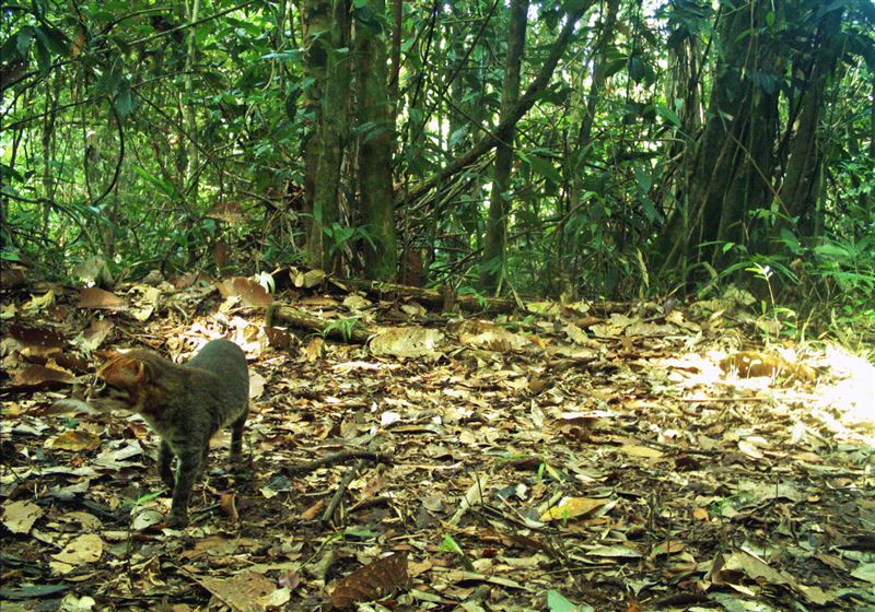 扁頭貓晝伏夜出，行蹤神祕，研究人員透過調整相機拍攝位置才拍到其蹤跡。（圖／翻攝自Panthera官網）