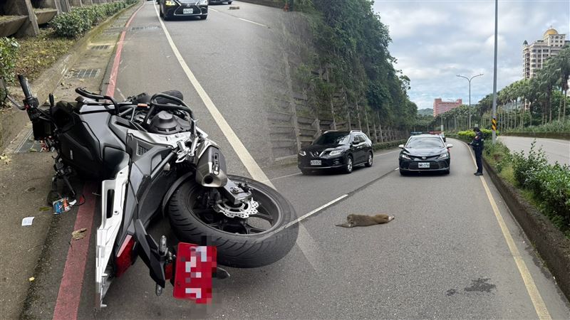 呂男騎乘重機不慎撞上竄到路中猴子。（圖／翻攝畫面）