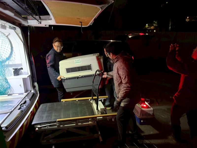 新竹縣議員朱健銘與志工安置兔子。（圖／新竹縣議員朱健銘提供）