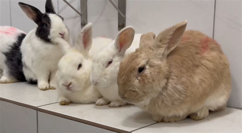 46隻兔子遭棄養，其中一隻已經凍死，目前全數都在新竹縣動保所安置中。（圖／新竹縣議員朱健銘提供）
