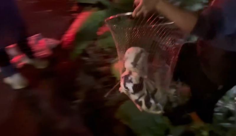 志工在樹林間捕獲兔子。（圖／新竹縣議員朱健銘提供）