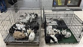 兔子,棄養,樹林,新竹縣（圖／新竹縣議員朱健銘提供）