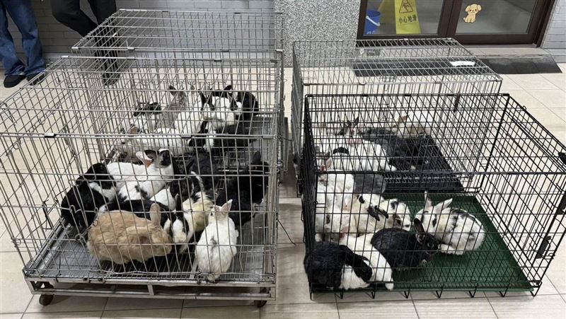 孩子反遭咬1口！46隻兔子被棄養…1隻凍死