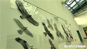大雪山「猛禽主題生活展」／林業及自然保育署台中分署授權提供