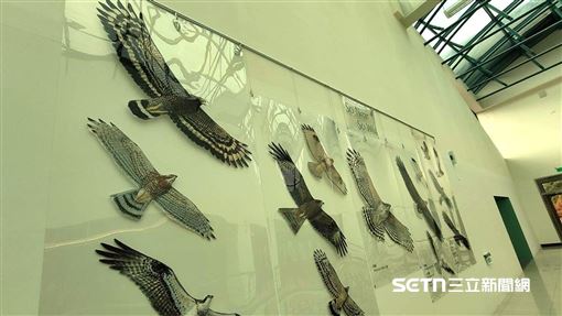 猛禽界信義區在這　「天王」私生活大公開