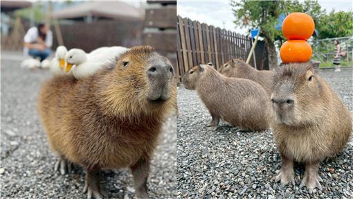 張美阿嬤農場分家了？遊客見路口「搶客」