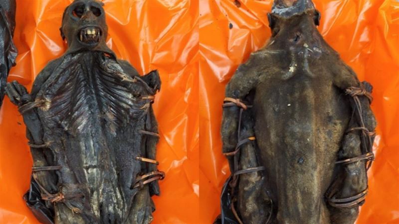 執法人員在該名旅客的行李中，赫然發現約1.8公斤已乾縮、木乃伊化的靈長類動物肉品，外觀看起來焦黑且乾枯，難以辨識品種。（圖／Ｘ，CBP)