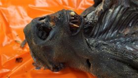 行李箱帶木乃伊入境！尖嘴猙獰恐怖模樣曝（圖／Ｘ，CBP)