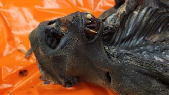 行李箱帶木乃伊入境！尖嘴猙獰恐怖模樣曝