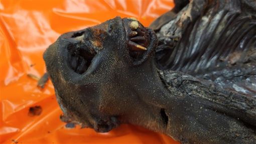 行李箱帶木乃伊入境！尖嘴猙獰恐怖模樣曝