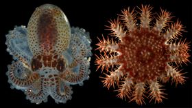 左圖為在監測設備上採集的物種中，發現的一種小型章魚。右圖為在一次約80英尺（約24公尺）深的淺水區潛水任務中，於珊瑚礁採集到一隻太平洋棘冠海星的幼體。（圖／翻攝自加州科學院官網）