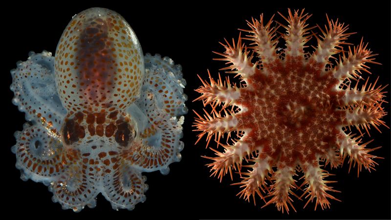 螃蟹長毛?深海撈出「異形」生物