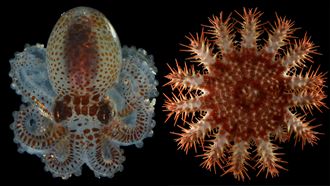 螃蟹長毛？深海撈出「異形」生物