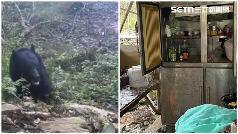 台灣黑熊入侵工寮　翻冰箱啃罐頭鐵證曝光