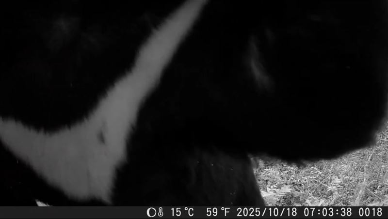 去年10月就曾經拍下台灣黑熊在附近出沒畫面。（圖／翻攝畫面）