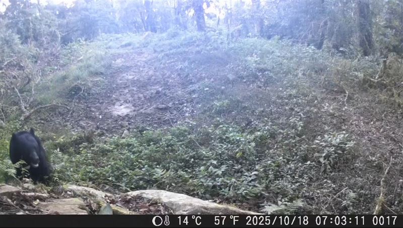 去年10月就曾經拍下台灣黑熊在附近出沒畫面。（圖／翻攝畫面）