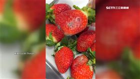 買到爛草莓1800