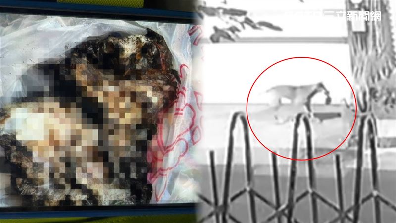 66歲劉姓婦人（12/30）在自家門口盆栽內發現一塊帶血肉塊飄臭，內心警鈴大作，憂心發生殺人分屍案，匆忙到警局報案。（圖／翻攝畫面）