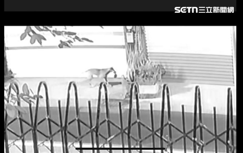 警方鍥而不捨追查才發現，是一隻流浪狗口中叼著豬肉攤的肉塊，在巷道間來回遊走。（圖／翻攝畫面）