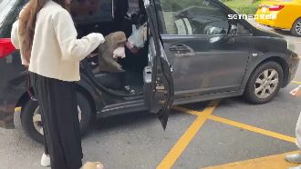 壽山猴「鑽轎車」搶食　連感冒藥都喝光