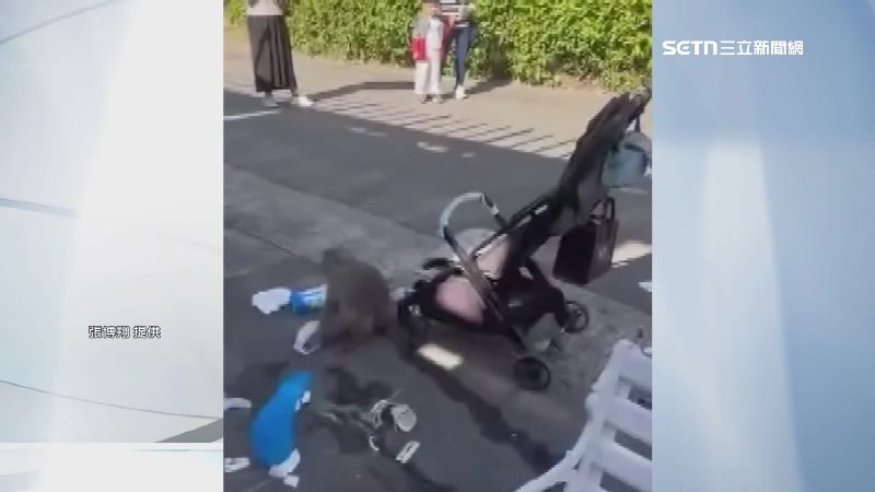 獼猴搶嬰兒車絲毫不手軟