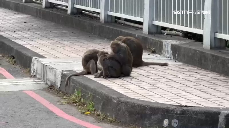 壽山動物園獼猴搶食問題不斷